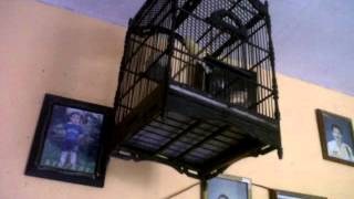 kenari bernuansa bell becak