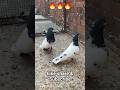 Indian Highflyer pigeons pair 🔥🔥 #pigeon #kabootar #pigeonlover #kabutar #kabootarloft05 #birds