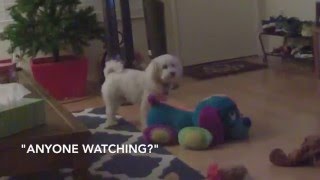 Shoogy Has The Time Of His Life