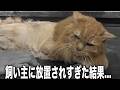 【全身絨毯】所有権放棄され全くケアしてもらえなかった猫を病院に連れて行った結果...