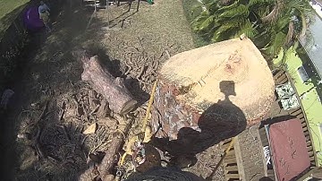 Climber take large chunk of pine tree down .