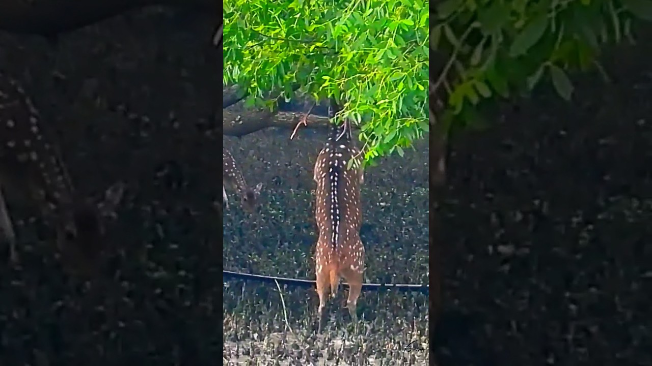 কটকার চিত্রা হরিণ I সুন্দরবন