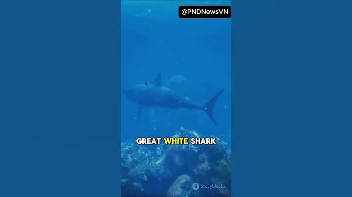 Jaws Turns 50 The Film That Changed Hollywood Forever