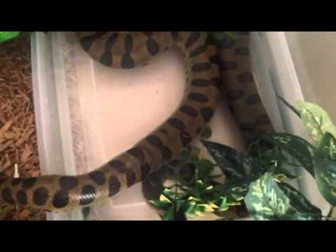 camera iphone 8 plus apk Anaconda happy in his water