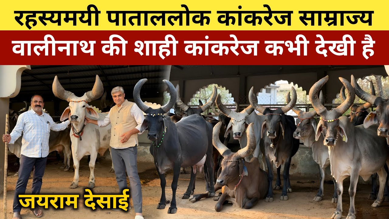 Впервые на YouTube! Вы будете поражены, увидев неизведанное сокровище — корову породы Канкрей.