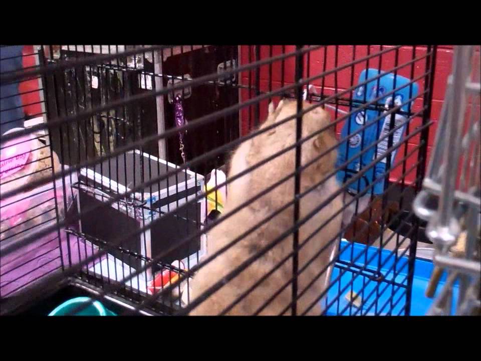 Kalamazoo Reptile And Exotic Animal Expo YouTube kalamazoo-reptile-and-exotic-animal-expo-youtube