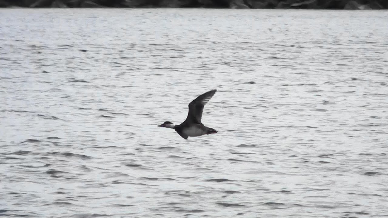 Negrón común (Melanitta nigra) Common Scoter 