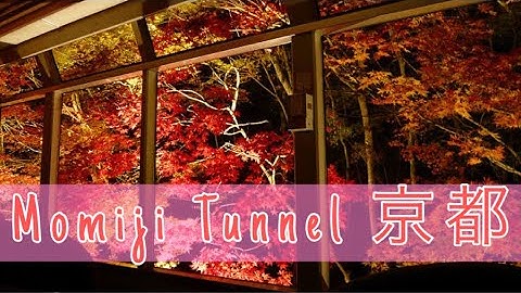 『もみじトンネル』Kyoto Momiji Tunnel (Tunnel of maples) at Eizan Railway || KYOTO IN ONE DAY