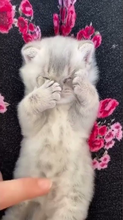 Песни из тик тока с котиками. Котенок тик ток.