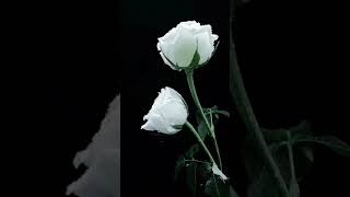 white rose animation video #short