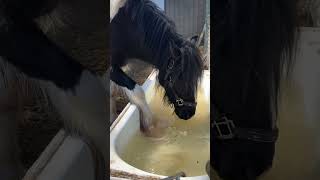 Thor playing with water @exploringwithamission
