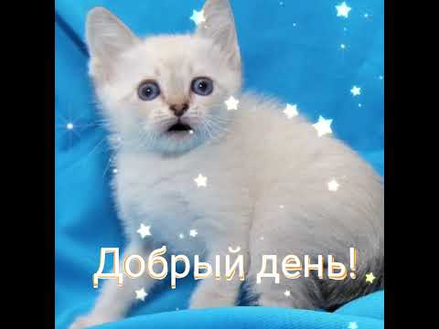 #коты #кошки #котики #новинка #котята #добрыйдень #приколы Добрый день!