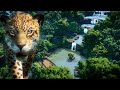 Jaguar Habitat Build | Planet Zoo South America Pack