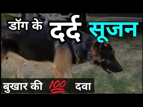 वीडियो: कुत्तों में धमनी की सूजन