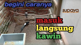 murai jantan masuk langsung kawin, padahal ada anaknya