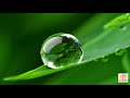 Formation of DEW Drops on Leaves / Why formation of Dew drops occur