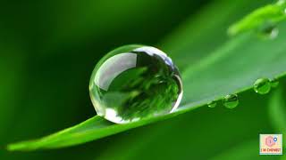 Formation of DEW Drops on Leaves / Why formation of Dew drops occur