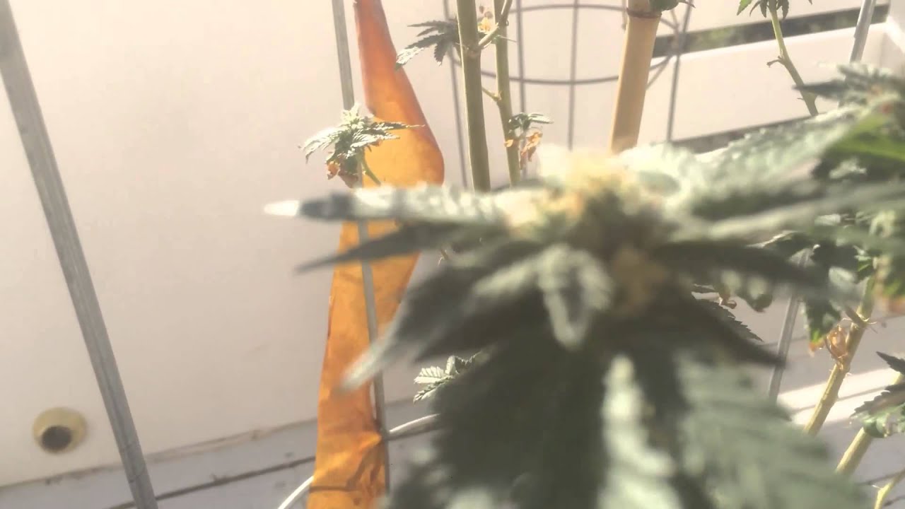 Forum Cut Girl Scout Cookie