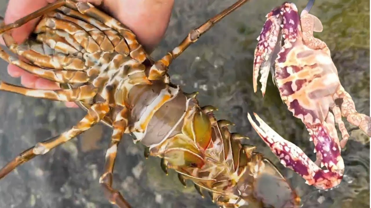 Diving to catch lobster, shrimp, stingray, eel, crab, Octopus, black sea cucumber /Seafood 2026