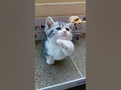 Миле кошеня🐱#shorts #catvideos #cat #cats - YouTube