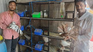 fancy pigeon farm in khandwa by Exotic Birds 2,595 views 11 months ago 12 minutes, 11 seconds