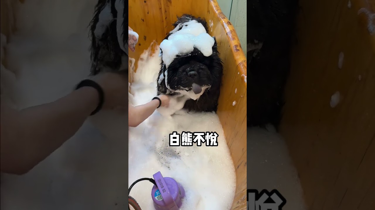 I was addicted to washing a black bear spirit#Black Bear Spirit#Pine Lion Ivan#Baby ch