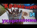 Виноград . Необычное хранение и укоренение .