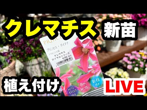 ◇[Clematis] Planting new seedlings! - YouTube