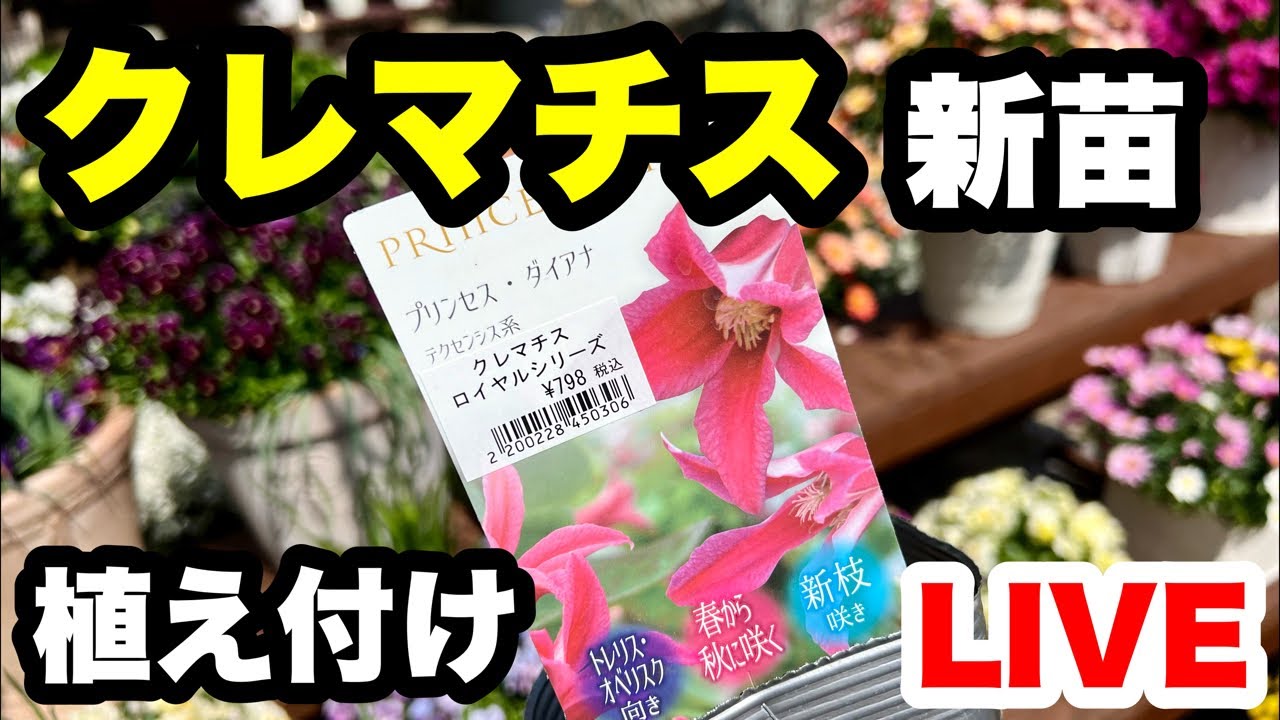 ◇[Clematis] Planting new seedlings! - YouTube