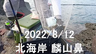 【北海岸海釣】北海岸 麟山鼻釣況(Linshan Cape of Taiwan’s Northern Coast)2022\/08\/12 #釣魚 #北海岸 #北海岸釣況 #麟山鼻釣魚 #藻礁 #石門區