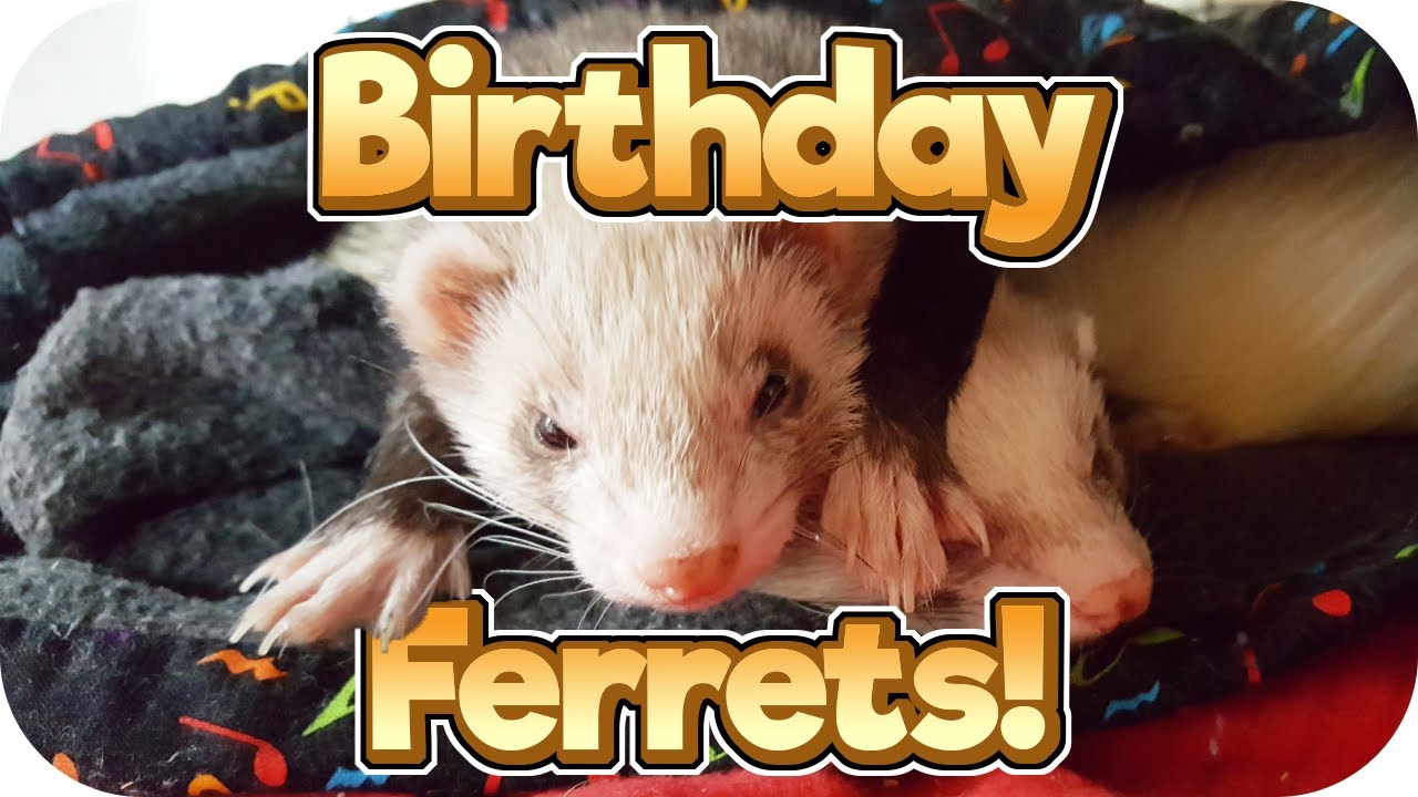 Happy 2nd Birthday! Ferret Cam 14 YouTube