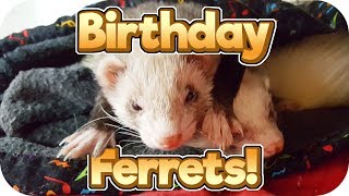 Happy 2nd Birthday! - Ferret Cam 14