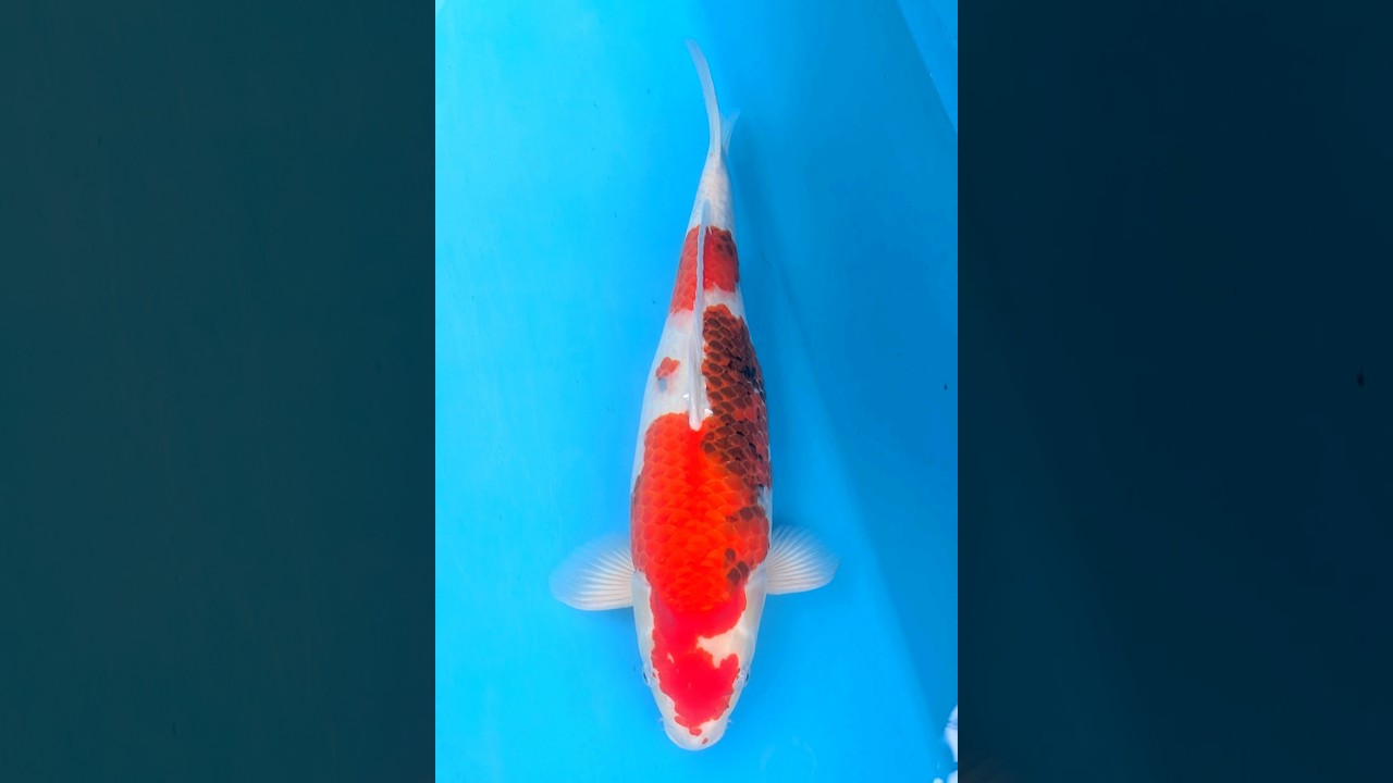 2 昭和三色 55㎝ - YouTube