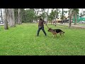 Cómo enseñarle a tu perro que no jale la correa
