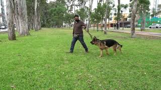 Cómo enseñarle a tu perro que no jale la correa