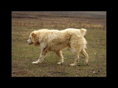საქართველოს მუშა ძაღლები georgian working dogs рабочие собаки Грузии