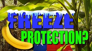 How to Protect Your Banana Tree from a Freeze! Works in zone 8! by Texas Garden Doc 25,014 views 2 years ago 9 minutes, 2 seconds