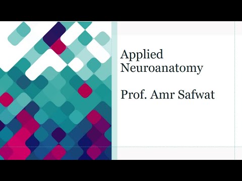 Gross Anatomy of the Brain