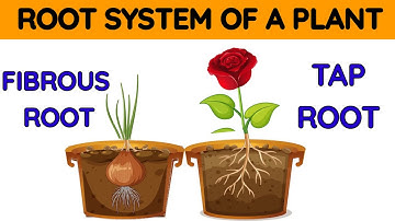 Types of Roots |Functions of roots | Parts of the plants