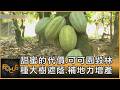 甜蜜的代價.可可園毀林 種大樹遮蔭.補地力增產｜方念華｜FOCUS全球新聞20260708 @TVBSNEWS01