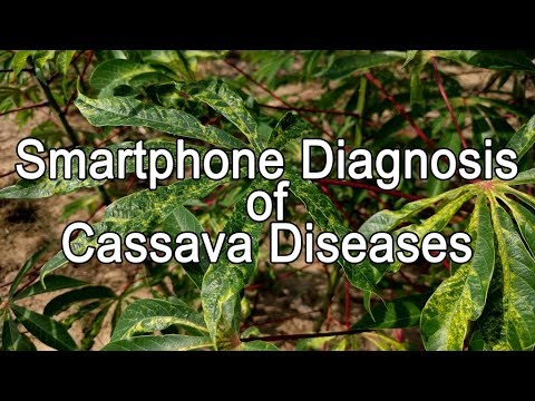 Phone App for Cassava Disease Diagnosis (FRENCH CAPTIONED)