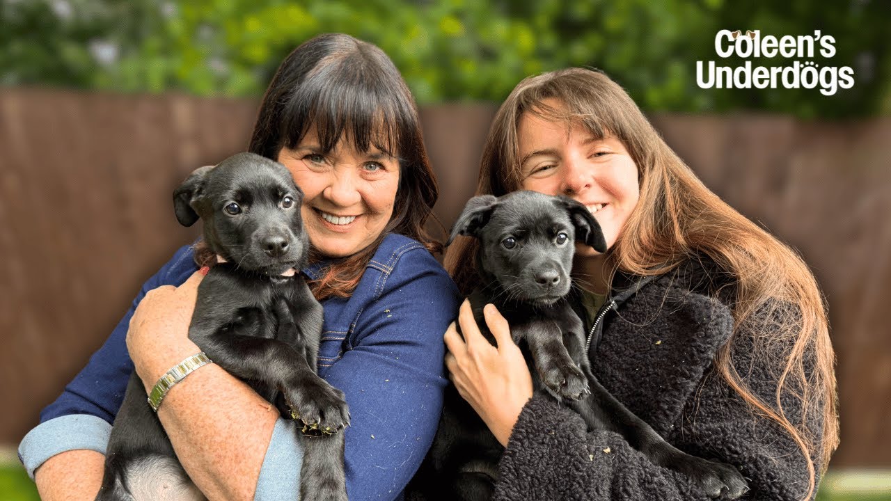 Неудачники Колин: любовь к спасённым щенкам