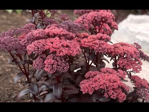 Video: Purple Emperor Sedum Informații: Cum să crești plante Purple Emperor Stonecrop