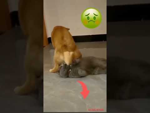 dog farting on cat's face 🤢#shorts #viral #dogs #funny #cats