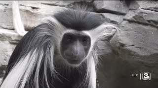 Zach at the Zoo: Meet the Angolan Colobus