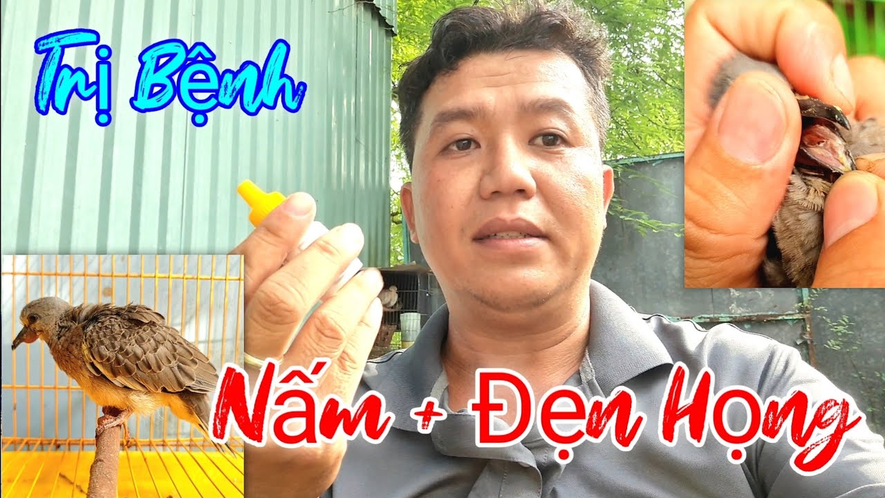 Trị Bệnh Nấm Trắng - Đẹn Họng Chim cu Gáy