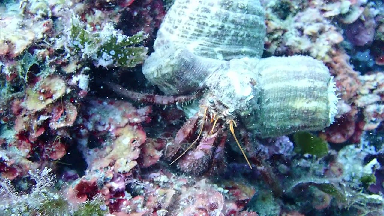 Notre ami Bernard et sa copine la Thuridille avec Archipel Plongée à Argelès-sur-Mer