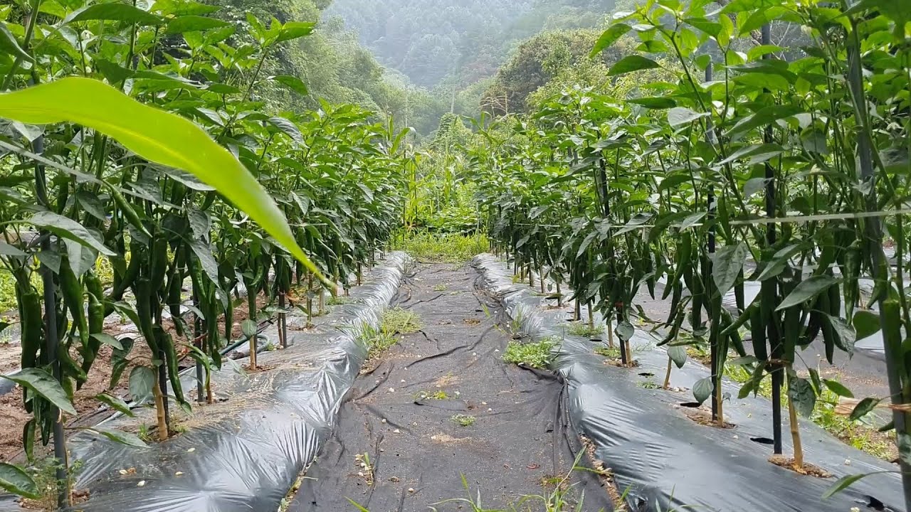 Миска маринованной сливы и лапши кимчи на воде (Жизнь в корейской деревне)