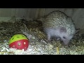 A movie about my hedgehogs in their home.