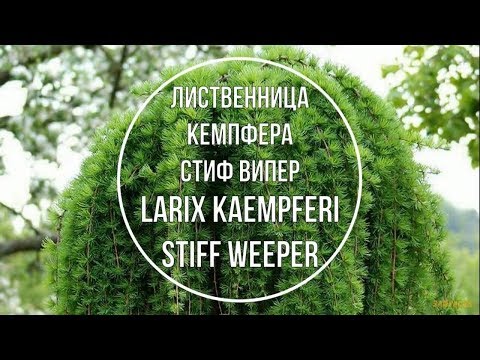 Лиственница Кемпфера Стиф Випер (Larix kaempferi Stiff Weeper) Краткое описание сорта.